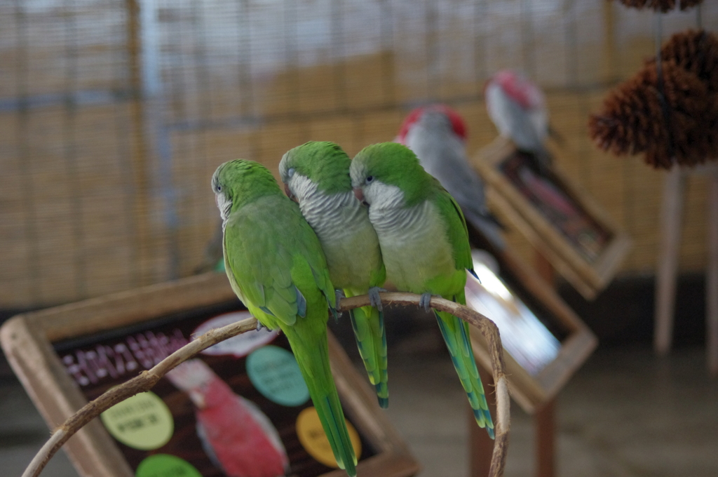 神戸花鳥園１６