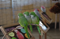 神戸花鳥園１６