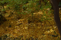 大山崎山荘美術館の紅葉