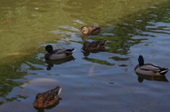 神戸花鳥園４２