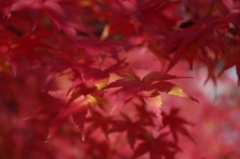 大山崎美術館の紅葉