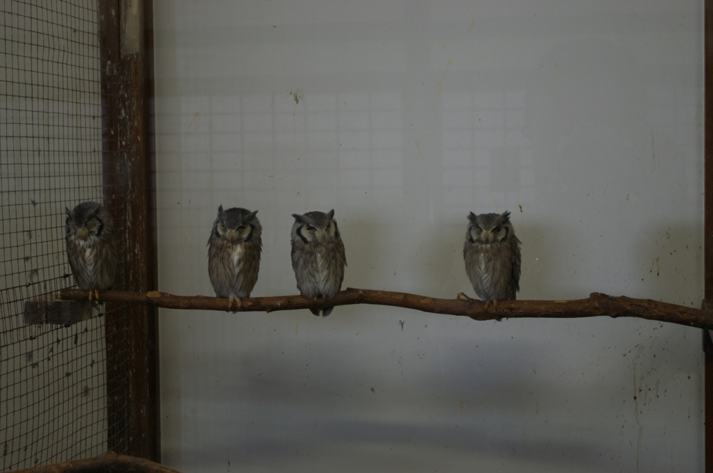 神戸花鳥園６８