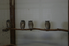 神戸花鳥園６８