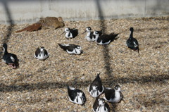 神戸花鳥園５５