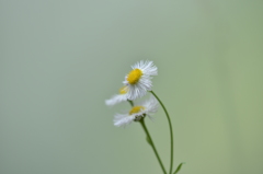 花一輪