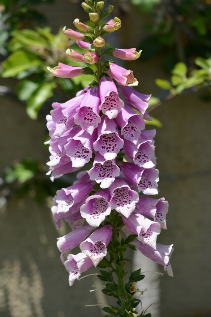 おしゃべりな花