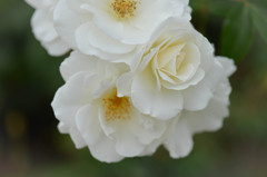 白薔薇の香り