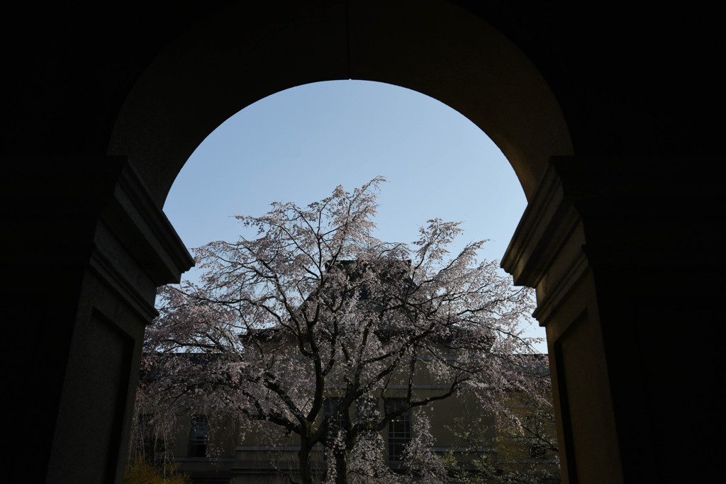 満開の桜Ⅱ