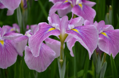 シンメトリー 6