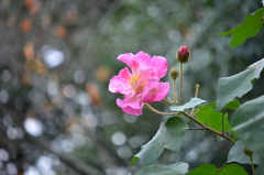 庭の花