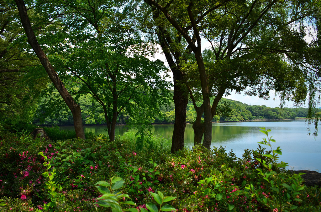 緑の池の畔で