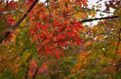 雨の日の南禅寺の紅葉