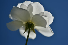 秋の碧空に白い薔薇Ⅱ