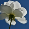 秋の碧空に白い薔薇Ⅱ