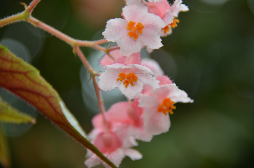 薄桃色の花