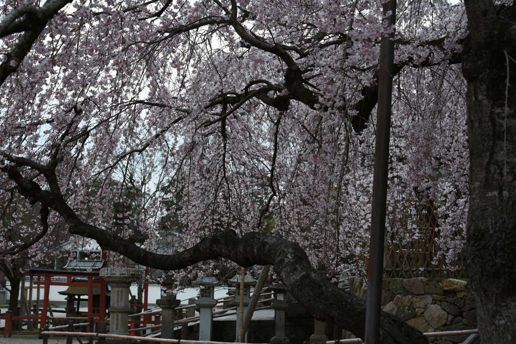 満開の枝垂れ桜 Ⅲ