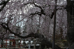 満開の枝垂れ桜 Ⅲ