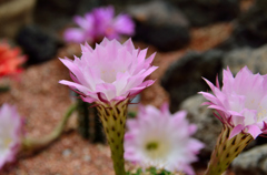 サボテンの花