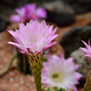 サボテンの花
