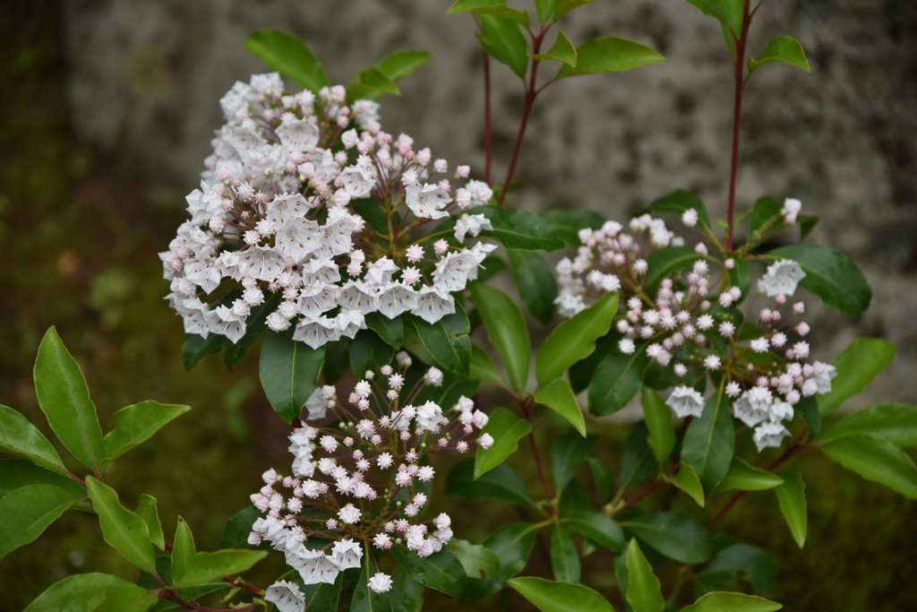 金平糖のような蕾の花 By 大目付 Id 写真共有サイト Photohito