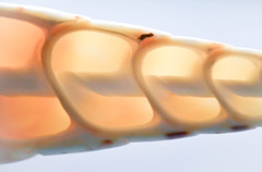 Question 4 - What is this ?