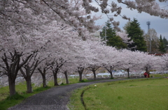散歩道1