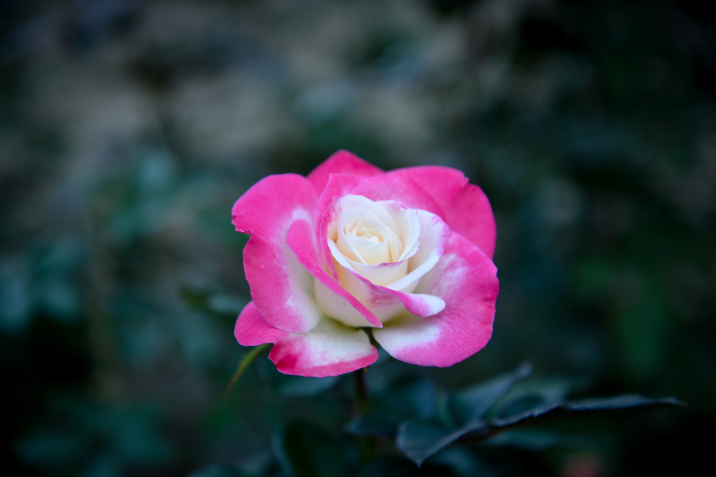 薔薇の花