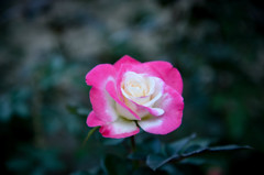 薔薇の花