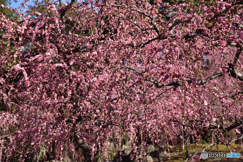 もも色に染まる