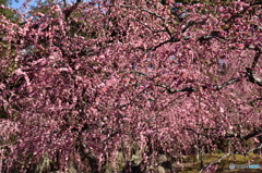 もも色に染まる