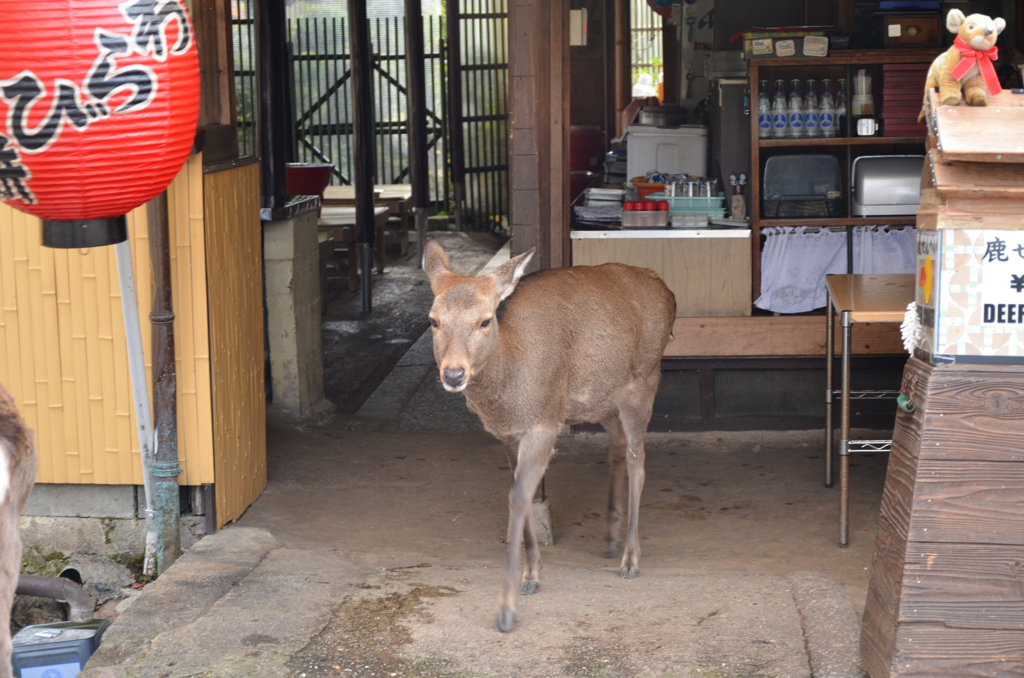 いらっしゃい