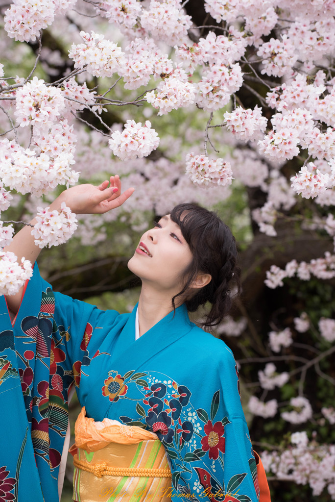 桜に振り袖