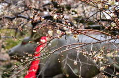 雨上がりの梅の花