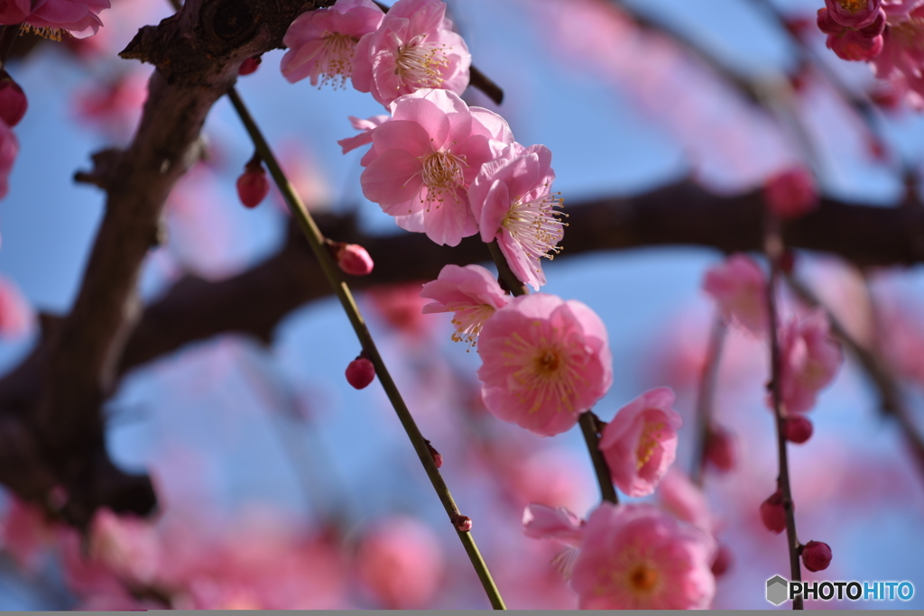 春の花