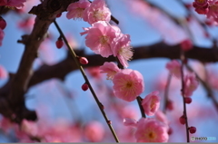 春の花