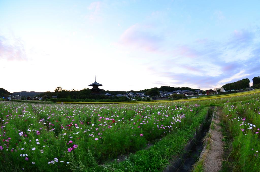 秋の夕暮れと三重の塔