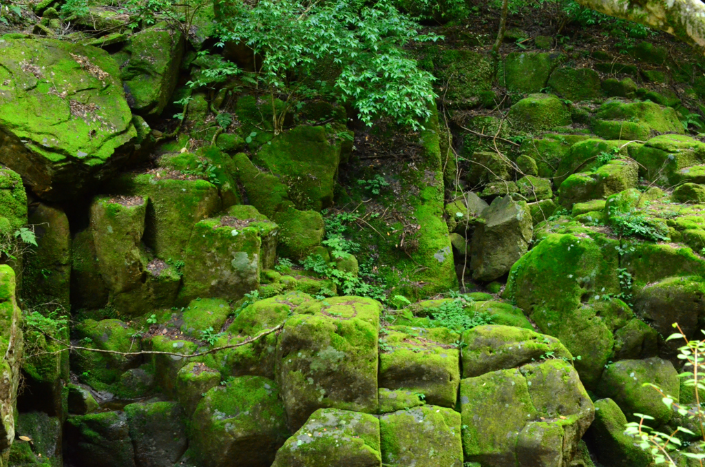 苔生す岩