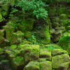 苔生す岩