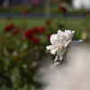 薔薇に魅せられてⅣ