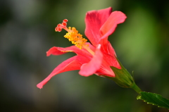 紅い花の長いシベ