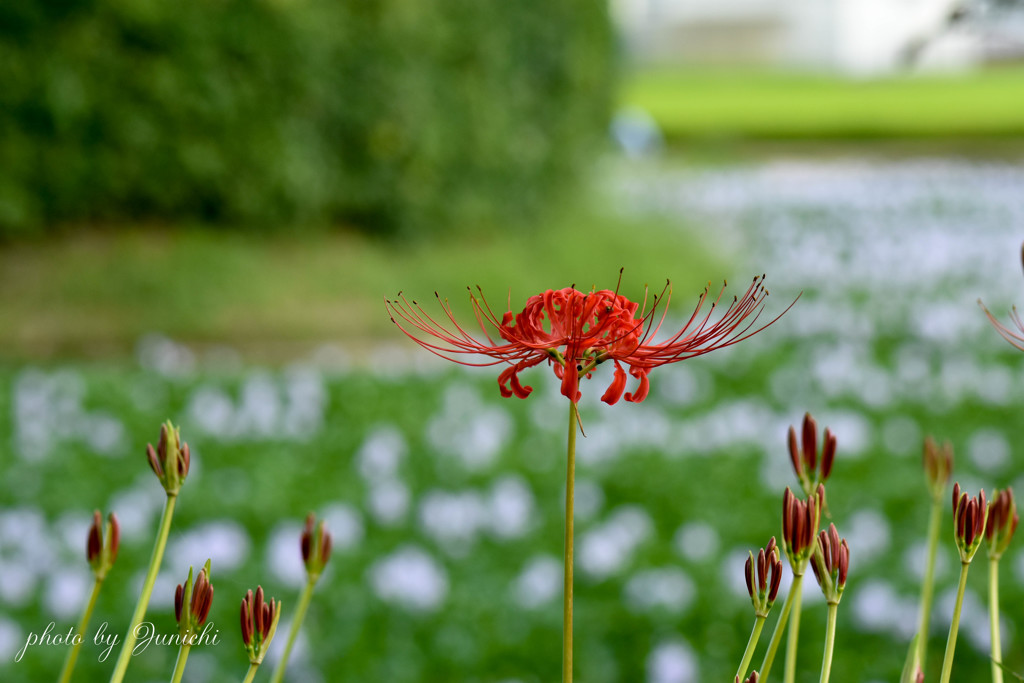 曼珠沙華