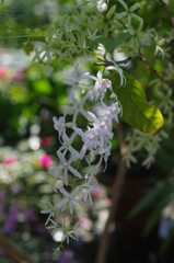 清楚な白い花
