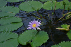 神戸花鳥園３６