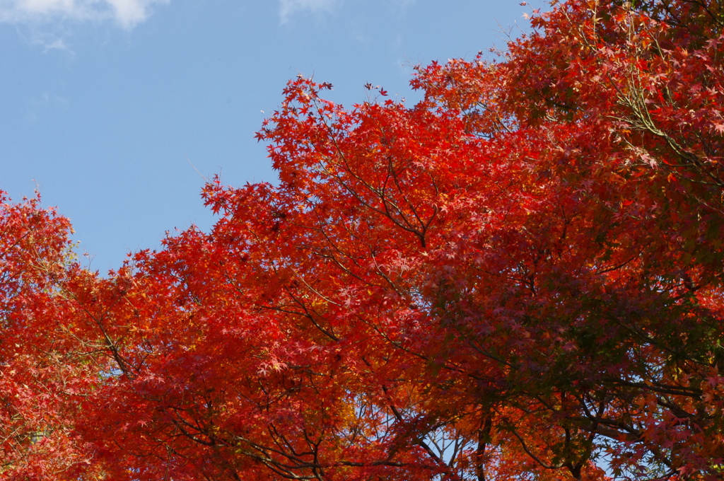 大山崎山荘美術館の紅葉