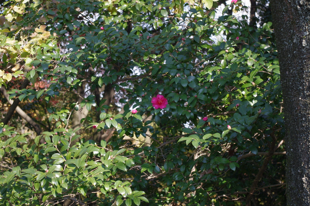 大山崎美術館で
