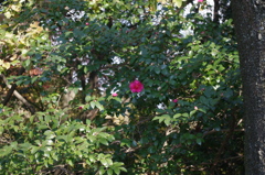 大山崎美術館で