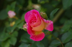 Pink 2
