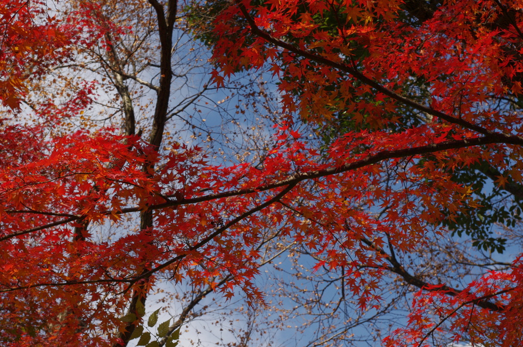大山崎山荘美術館の紅葉