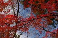 大山崎山荘美術館の紅葉