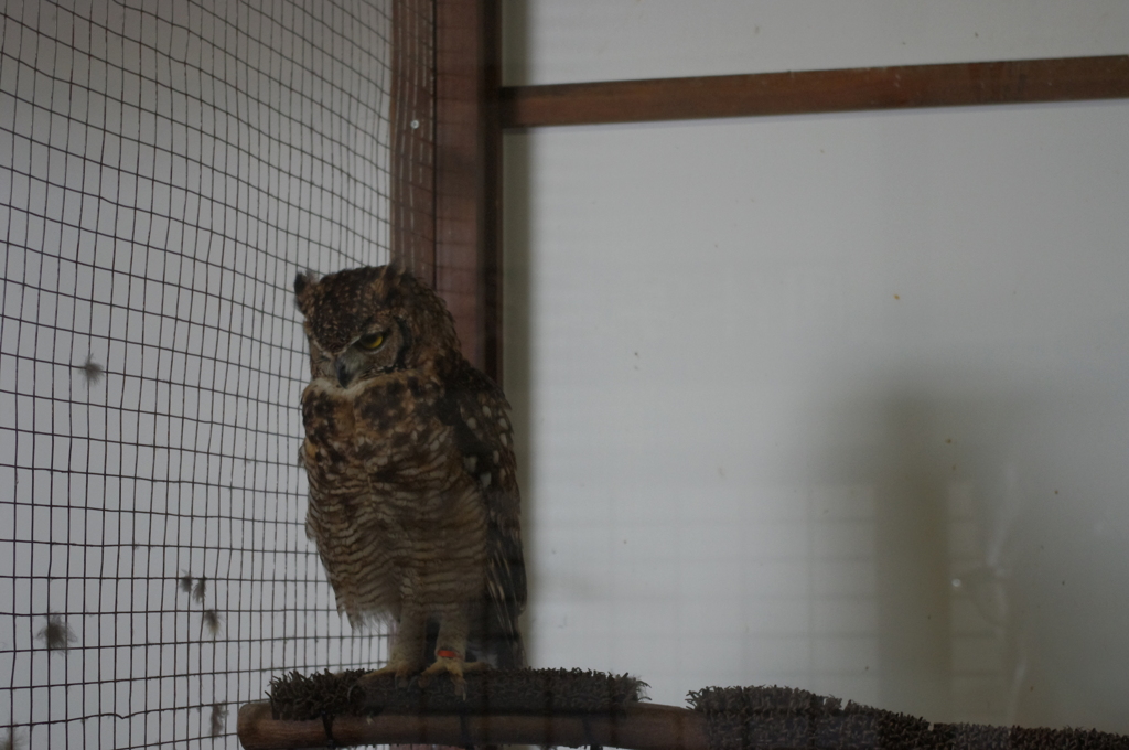 神戸花鳥園６９